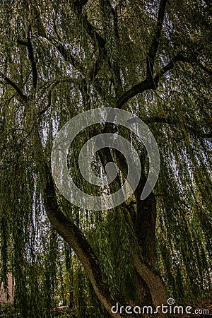 Vertical low angle shot of a tall tree with droopy green branches Stock Photo