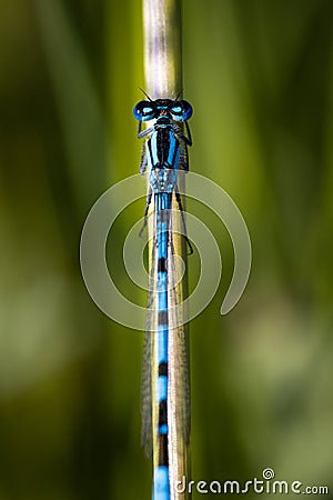 Vertical macro of an azure damselfly, Zygoptera holding onto the stem of a grass Stock Photo