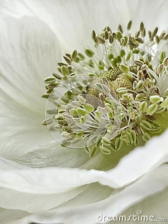 Vertical macro of the sepals of a white poppy Stock Photo