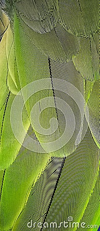 Vertical Macro Shot of the Diagonal Pattern on Parrot Feather Stock Photo