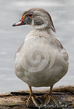 Vertical macro shot of a silver wood duck in Bedford, UK Stock Photo