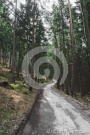 Vertical mesmerizing shot of a beautiful old dirt road in the deepest part of a forest Stock Photo