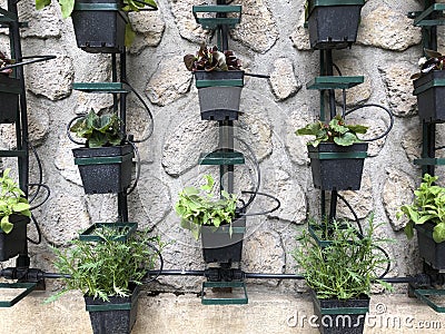 Vertical micro herb garden Stock Photo