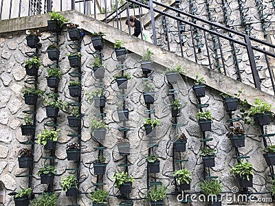 Vertical micro herb garden Stock Photo