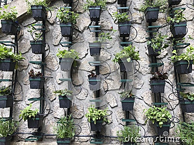 Vertical micro herb garden Stock Photo