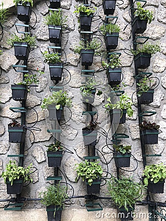 Vertical micro herb garden Stock Photo