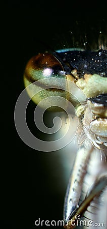 Vertical microphotography of an insect in front of a black background Stock Photo