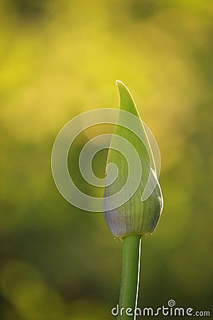 Nature Vertical image Delicate single Purple lily of the Nile Agapanthus flower bud Bokeh Green background Stock Photo