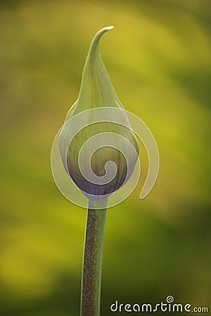 Nature Delicate single Purple lily of the Nile Agapanthus flower bud stem Stock Photo