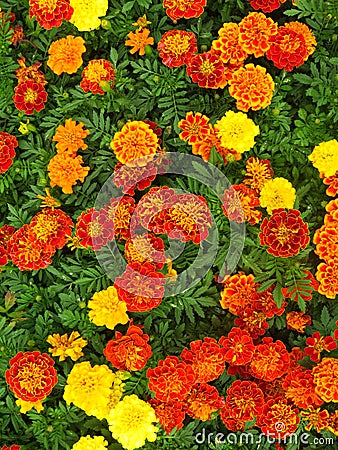 Vertical overhead shot of blooming marigold flowers in the greenery Stock Photo