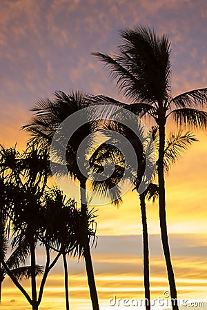 Vertical Palm Trees in Silhouette Against Sunset Clouds in Pink Stock Photo