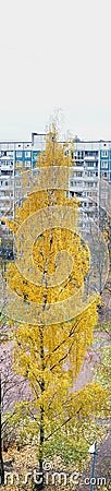 Vertical panorama of tall birch in the fall. Stock Photo