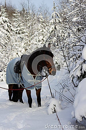 vertical photo of a chestnut horse in a winter forest. in a horsecloth, with a bridle and a saddle Stock Photo