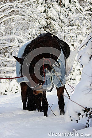 vertical photo of a chestnut horse in a winter forest. in a horsecloth, with a bridle and a saddle Stock Photo