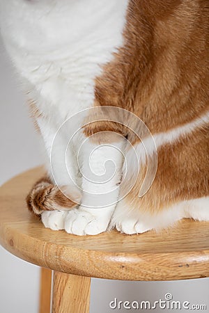 Vertical photo close up of cats small paws tail wrapped around claws Stock Photo