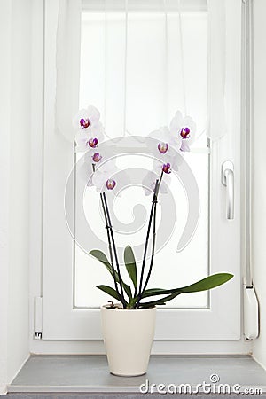 Orchid plant in a white pot on a window board. Stock Photo