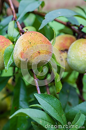 Vertical photo of peach on a tree Stock Photo