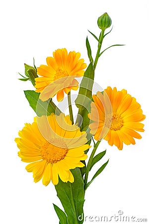 Vertical photo of three calendula flowers with leaves and buds i Stock Photo