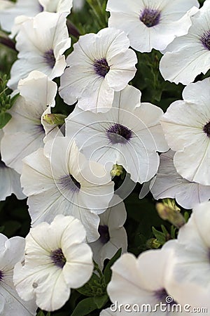 Vertical photo of a white petunia flower Stock Photo