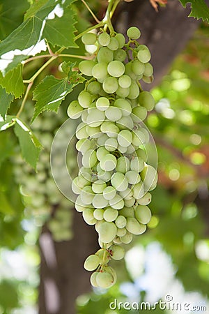 Vertical photo of white wine grapes hanging on vine Stock Photo