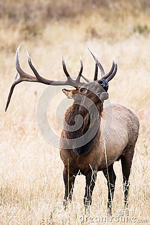 Vertical photograph of bugling elk Stock Photo