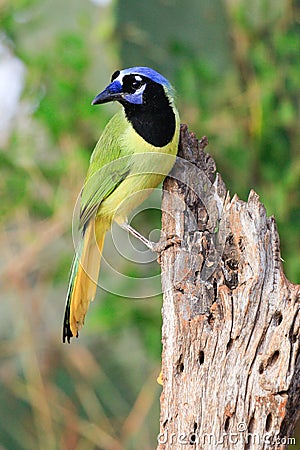 Vertical photograph of colorful green jay Stock Photo