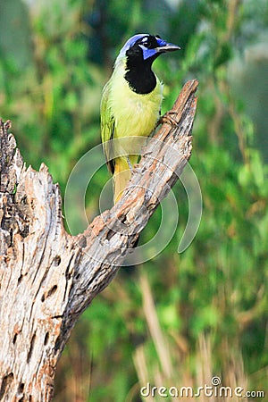 Vertical photograph of green jay Stock Photo