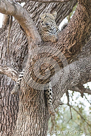 Vertical photograph of leopard resting in tree Stock Photo