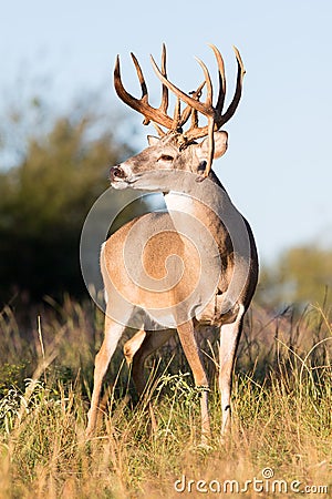 Vertical photograph of non-typical whitetail buck Stock Photo