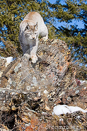 Vertical photograph of North American Lynx Stock Photo