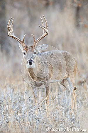 Vertical photograph of whitetail buck Stock Photo