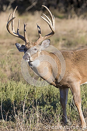 Vertical Photograph of whitetail Buck displaying a lip curl Stock Photo