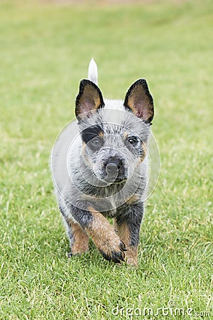 Vertical picture of blue healer puppy Stock Photo