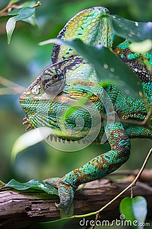 Vertical picture of colorful Cameleon Stock Photo