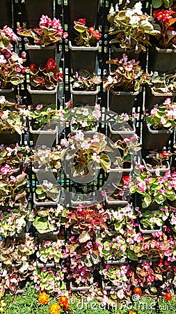 Vertical plantation of Begonia semperflorens in a sunny day Stock Photo