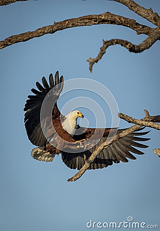 Vertical portrait of an adult african fish eagle landing on a tree branch in Kruger Park in South Africa Stock Photo