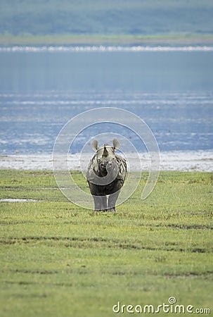 Vertical portrait of an adult black rhino standing alert in Ngorongoro Crater in Tanzania Stock Photo