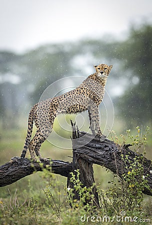 Vertical portrait of an adult cheetah standing on wet tree branch in the rain in Ndutu in Tanzania Stock Photo