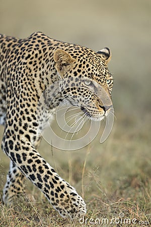 Vertical portrait of an adult leopard in Masai Mara Kenya Stock Photo