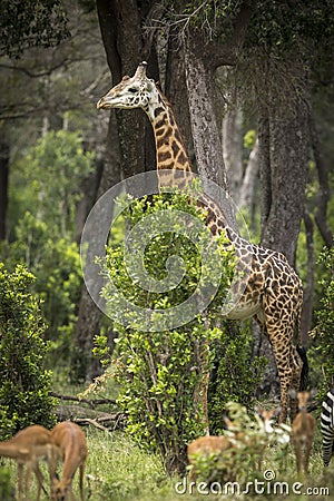 Vertical portrait of an adult male giraffe standing by a tree in Masai Mara in Kenya Stock Photo