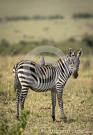 Vertical portrait of a cute baby zebra standing with a lilac breasted roller in Masai Mara in Kenya Stock Photo