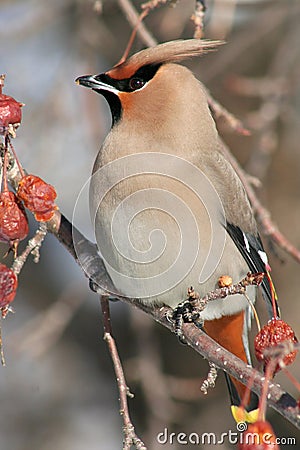 Vertical Portrait of a Bohemian Waxwing Stock Photo