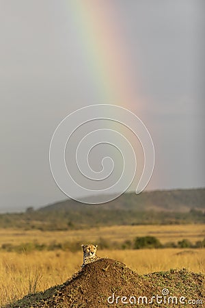 Vertical portrait of a cheetah on a termite mound with rainbow in the background in Masai Mara in Kenya Stock Photo