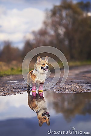 Vertical portrait cute puppy redhead dog Corgi stands on the road in rubber boots in a puddle and is reflected in it in the autumn Stock Photo