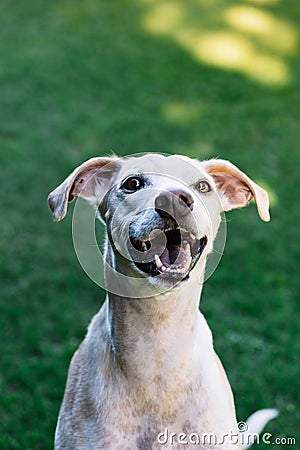 Vertical portrait of Greyhound and Breton Spaniel cross dog with open mouth in funny attitude. Stock Photo