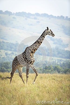 Vertical portrait of a male giraffe walking in Masai Mara plains in Kenya Stock Photo