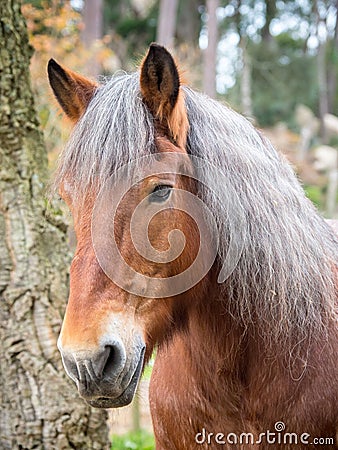 Vertical portrait of red horse face, silver mane Stock Photo