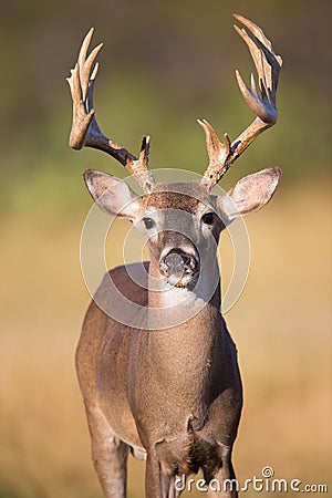 Vertical portrait of whitetail buck Stock Photo