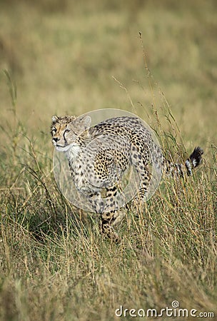 Vertical portrait of a young cheetah running in Masai Mara in Kenya Stock Photo