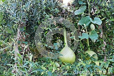 Vertical pumpkin plants and fruits Stock Photo